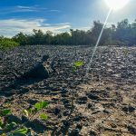 prefeitura de aracaju planta 100 mudas de mangue na zona nor 20260603
