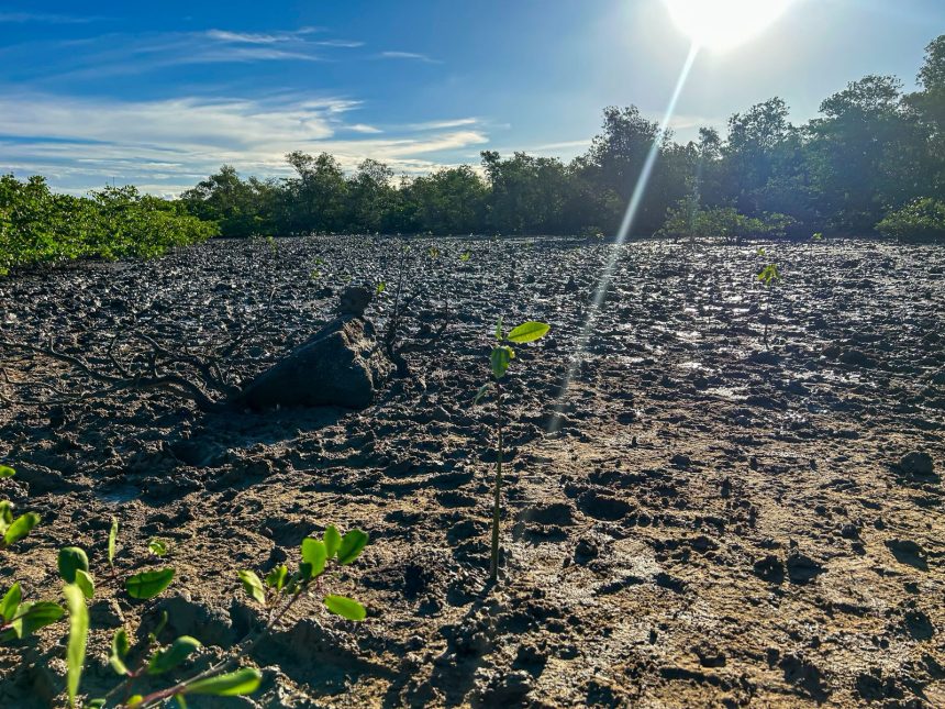 prefeitura de aracaju planta 100 mudas de mangue na zona nor 20260603