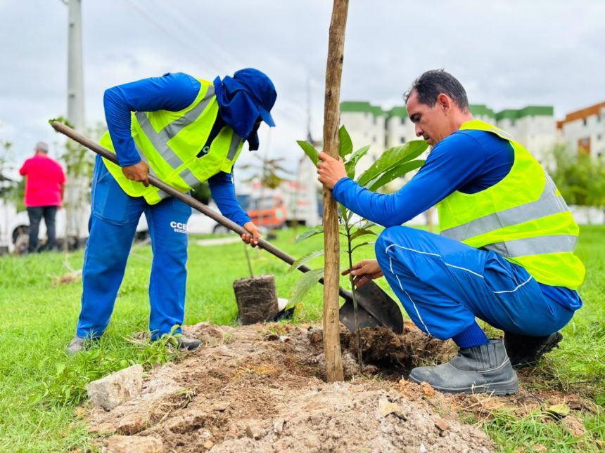 prefeitura de aracaju planta 82 mudas arb reas no bairro jab 20260610