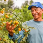 produtores de laranja se re nem em umba ba para debater o fu 20260615