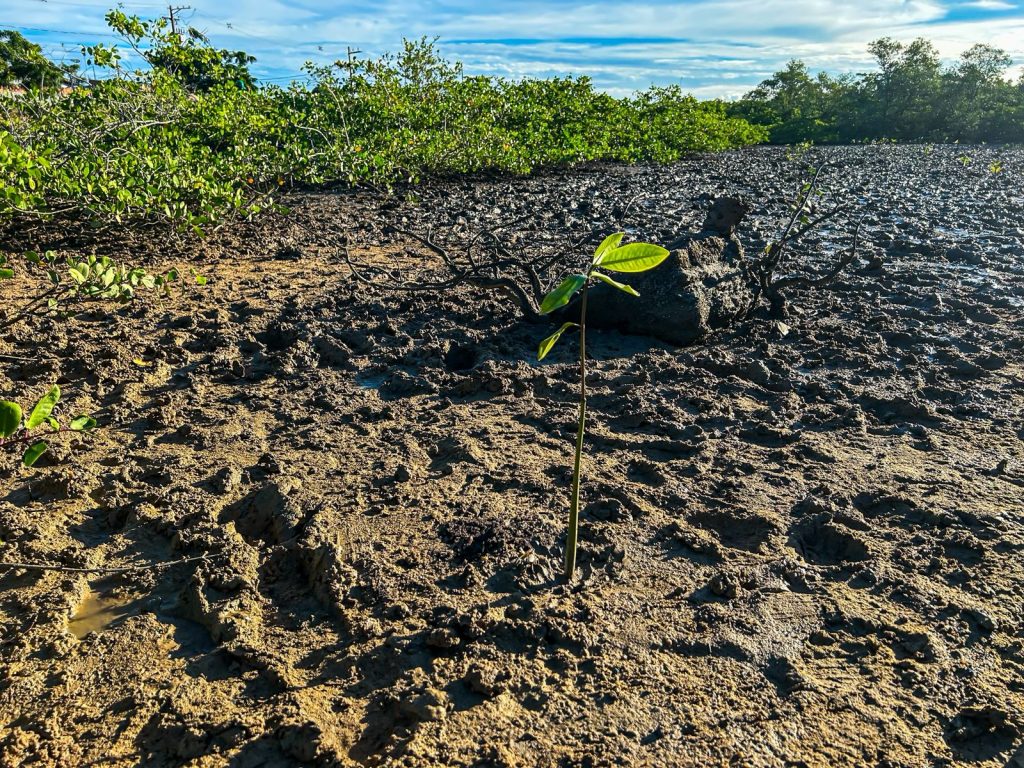 sema planta 100 mudas de mangue no porto dantas em aracaju 20260603