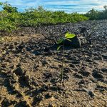 sema planta 100 mudas de mangue no porto dantas em aracaju 20260603