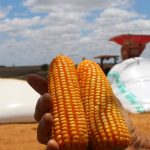 sergipe se destaca na produ o de gr os e ultrapassa 1 milh o 20260601