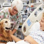 sergipe vai usar animais para tratar ansiedade e depress o 20260619