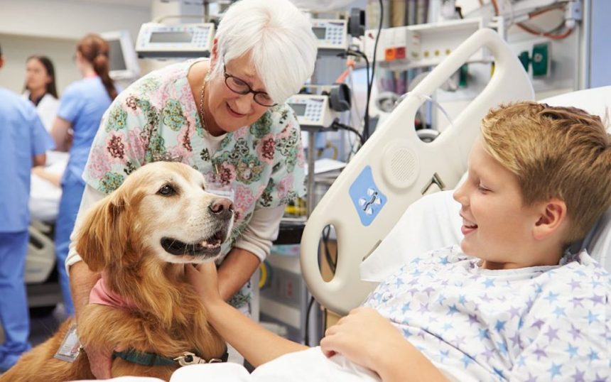 sergipe vai usar animais para tratar ansiedade e depress o 20260619
