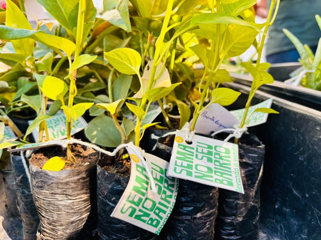 aracaju doa mais de mil mudas e intensifica a es de arboriza 20260703