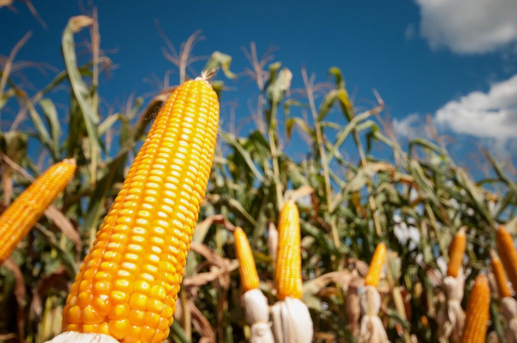 Banco do Nordeste financia R$ 396 milhões para agropecuária em Sergipe