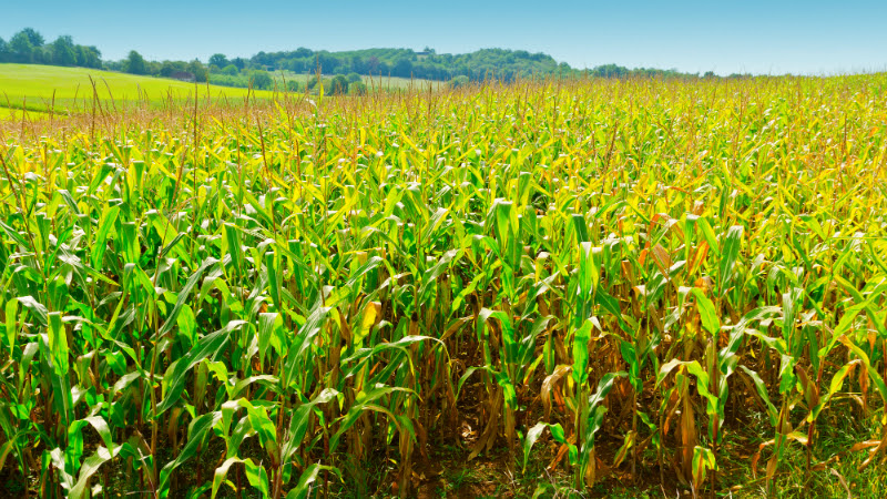 BNB libera R$166,4 milhões do Proagro para produtores sergipanos