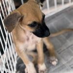 campanha amigo pet incentiva ado o de c es e gatos neste s b 20260703