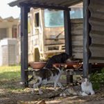 laudos confirmam que gatos na ufs foram atacados por c es em 20260708