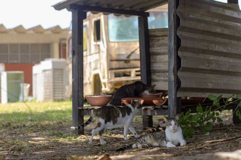 laudos confirmam que gatos na ufs foram atacados por c es em 20260708