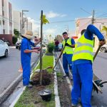 prefeitura de aracaju planta 60 mudas de rvores no bairro gr 20260701