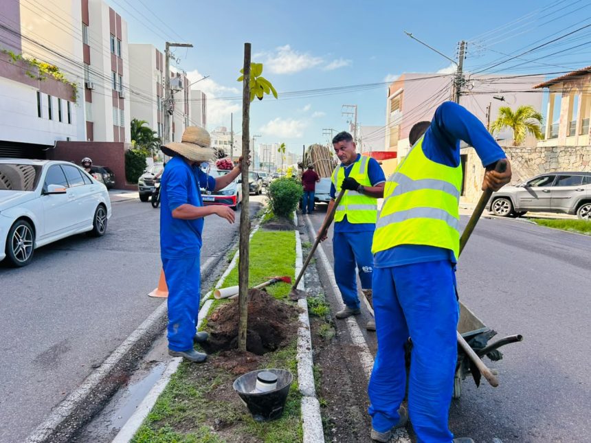 prefeitura de aracaju planta 60 mudas de rvores no bairro gr 20260701