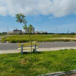 prefeitura monitora 337 mudas plantadas nas pra as do 17 de 20260714