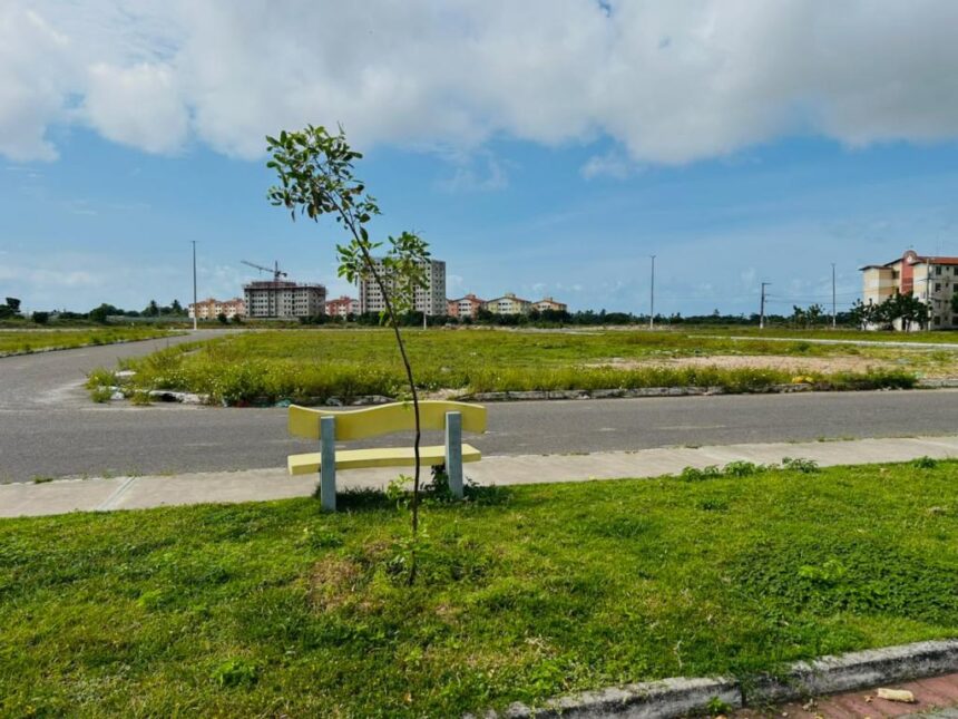 prefeitura monitora 337 mudas plantadas nas pra as do 17 de 20260714