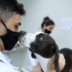 sergipe ter cl nica p blica para atendimento de animais diz 20260704