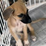shopping jardins promove campanha de ado o animal neste s ba 20260704