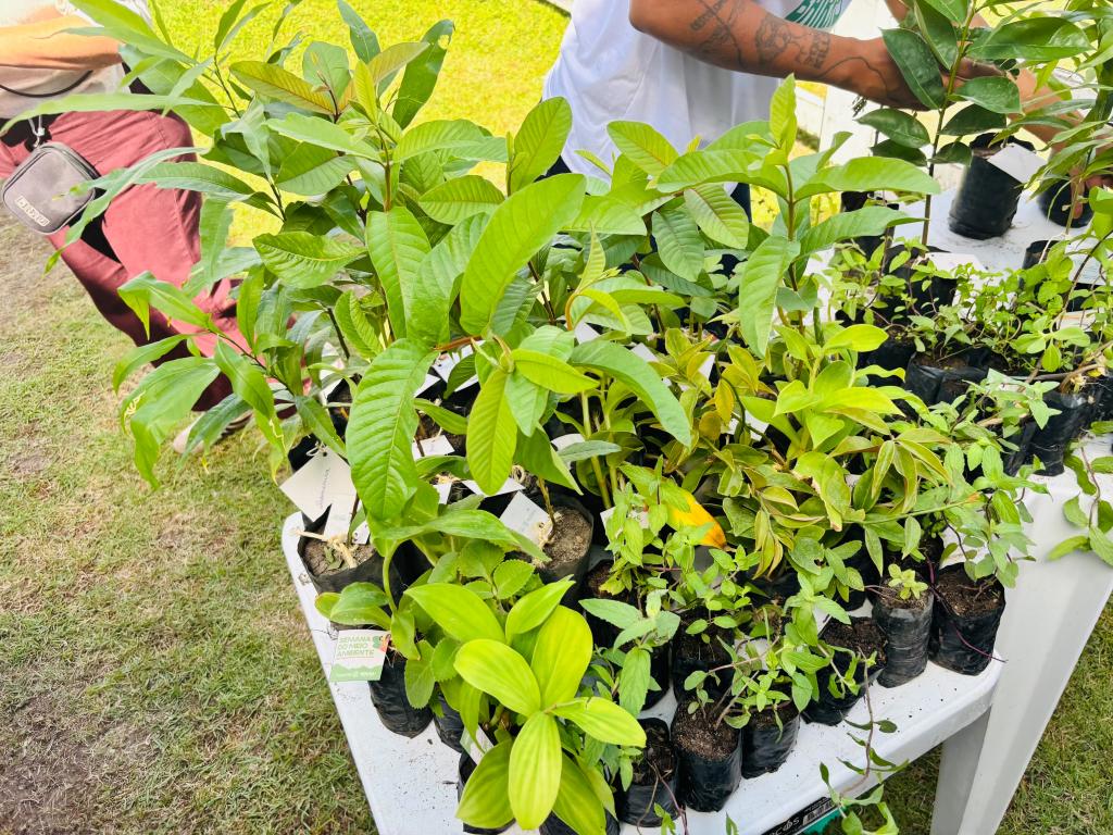 Aracaju distribuiu 1.311 mudas em julho para reforçar arborização urbana