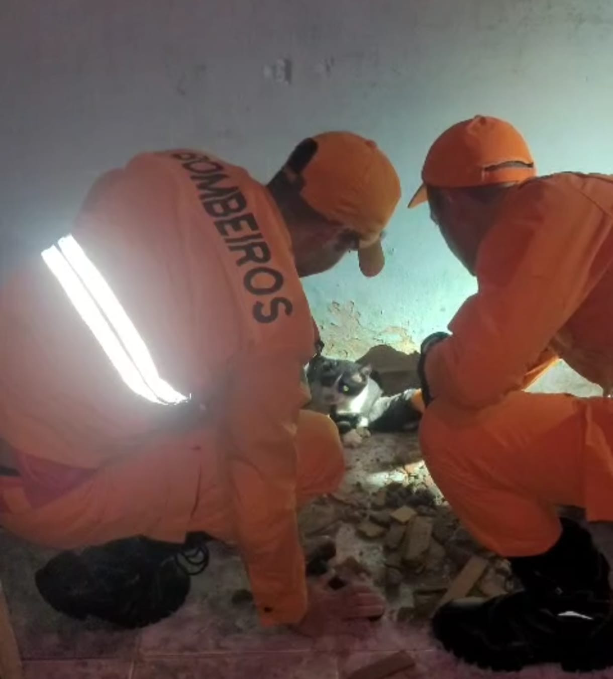 Bombeiros abrem parede e resgatam gato preso no Porto Dantas