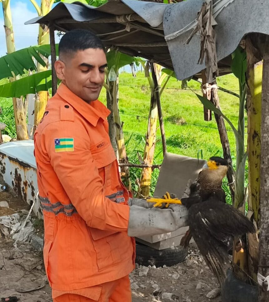 Bombeiros resgatam carcará ferido com asa quebrada em Maruim