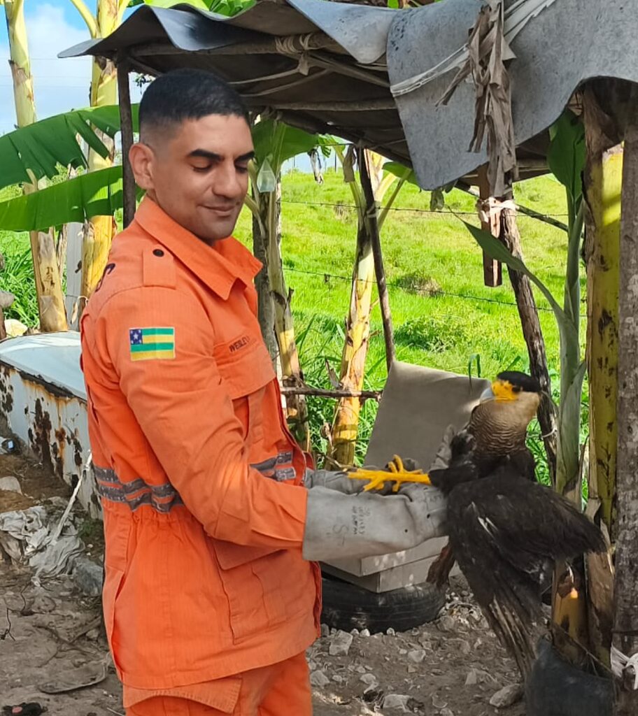 Bombeiros resgatam carcará ferido com asa quebrada em Maruim