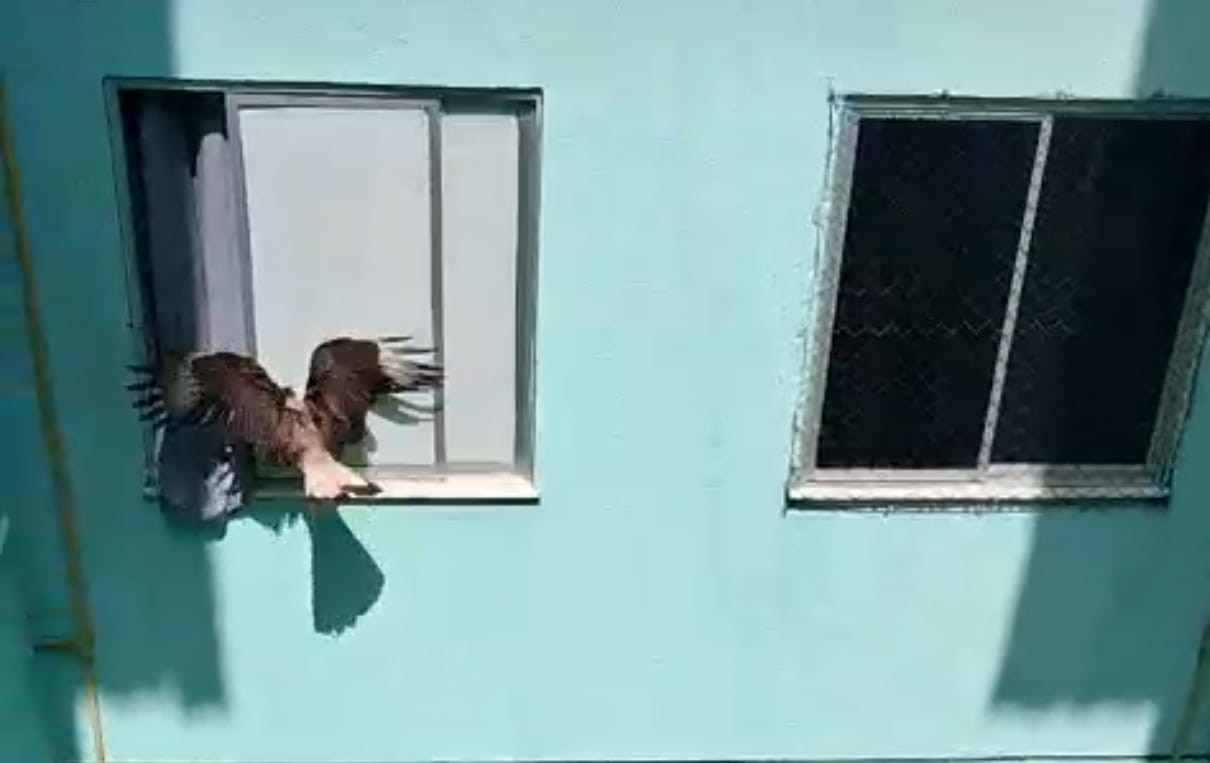 Bombeiros resgatam dois carcarás presos em duto na Orla de Atalaia