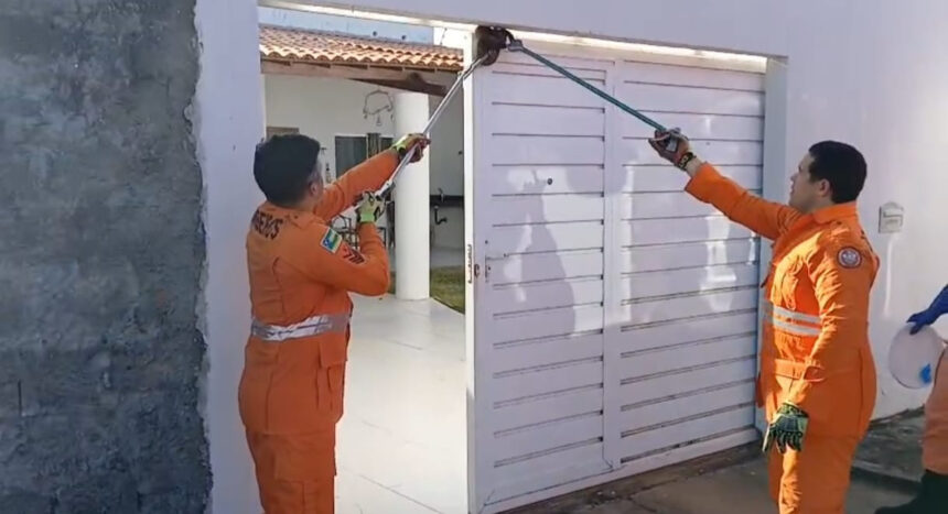 Bombeiros resgatam jibóia de 1 metro presa em portão no Robalo