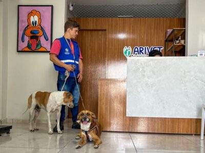 Cães de acolhidos do Centro POP passam por castração em Aracaju