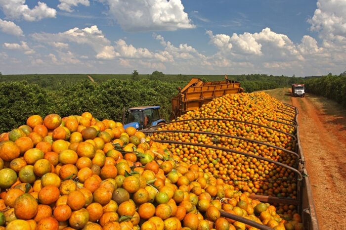 Citros Show Nordeste: BNB apresenta linhas de crédito para citricultores
