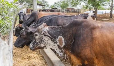 Exporanga 2026 abre quarta com novidades do Sebrae para o agronegócio