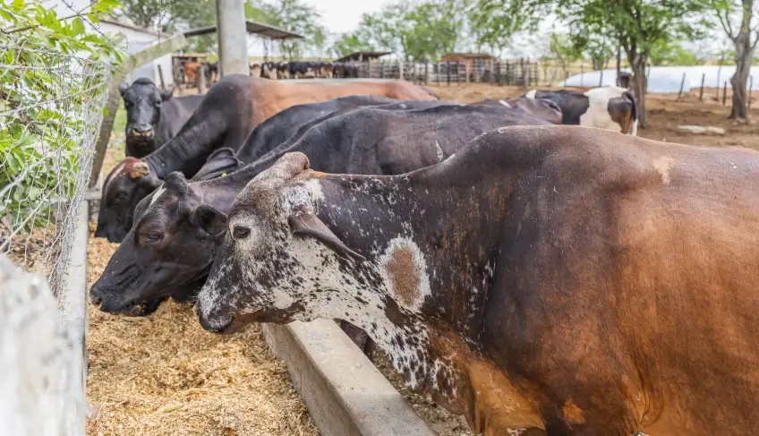 Exporanga 2026 abre quarta com novidades do Sebrae para o agronegócio