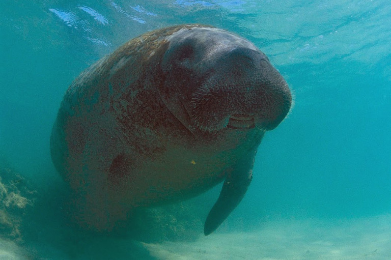 Justiça ordena ações urgentes para proteger o peixe-boi Astro