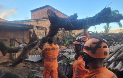 Mangueira antiga tomba sobre telhado no Palestina; bombeiros atuam