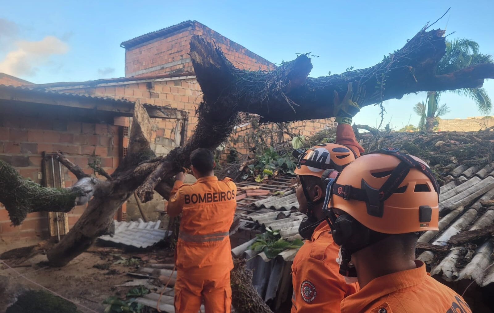 Mangueira antiga tomba sobre telhado no Palestina; bombeiros atuam