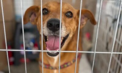 Adote um pet neste sábado: RioMar Aracaju realiza 66ª campanha